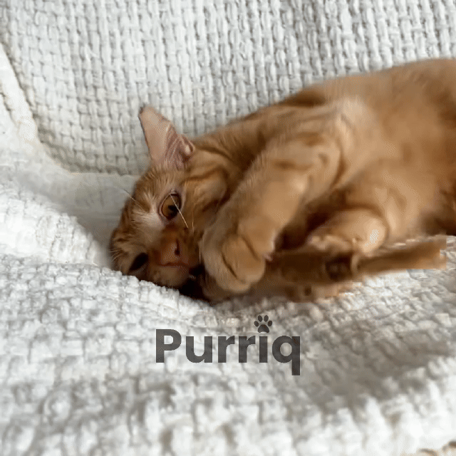 Purriq™ Natural Silvervine Dental Sticks