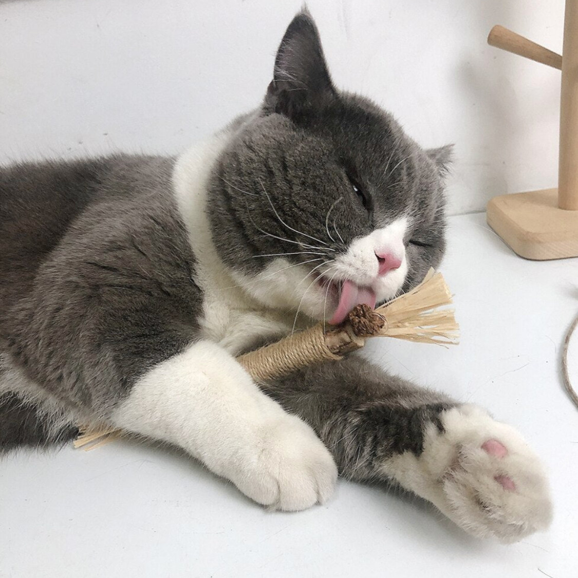 Purriq™ Natural Silvervine Dental Sticks