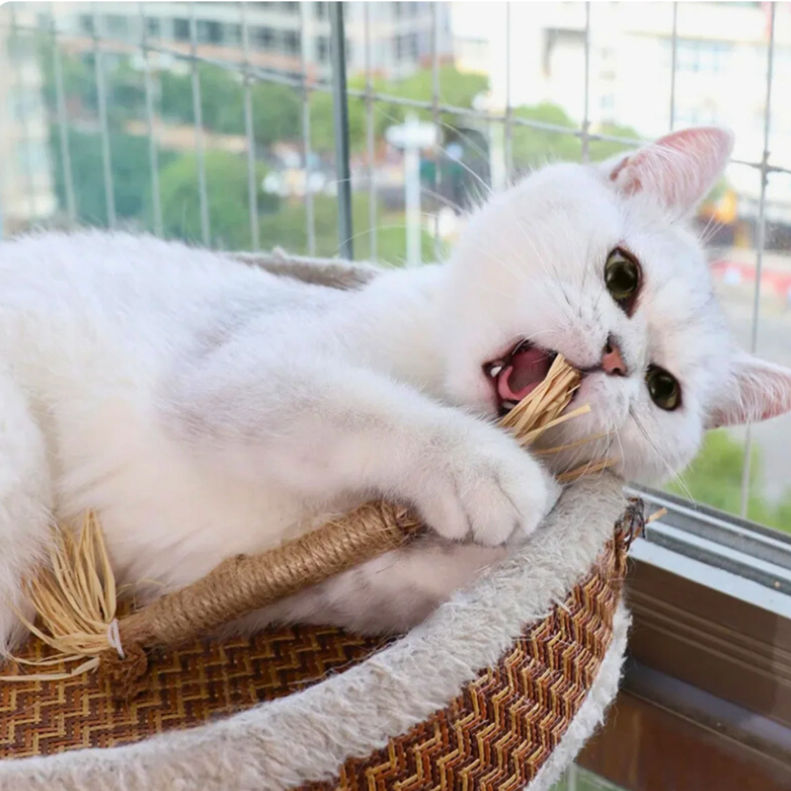 Purriq™ Natural Silvervine Dental Sticks