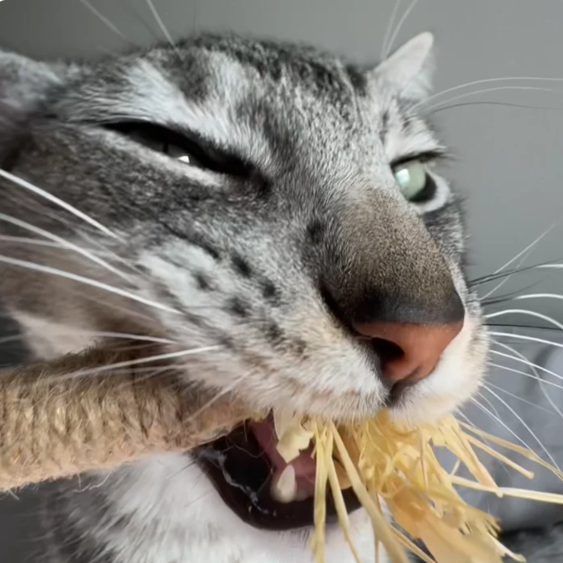 Purriq™ Natural Silvervine Dental Sticks