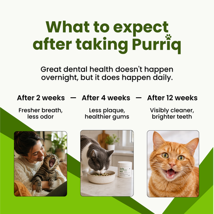 Purriq Natural Dental Powder